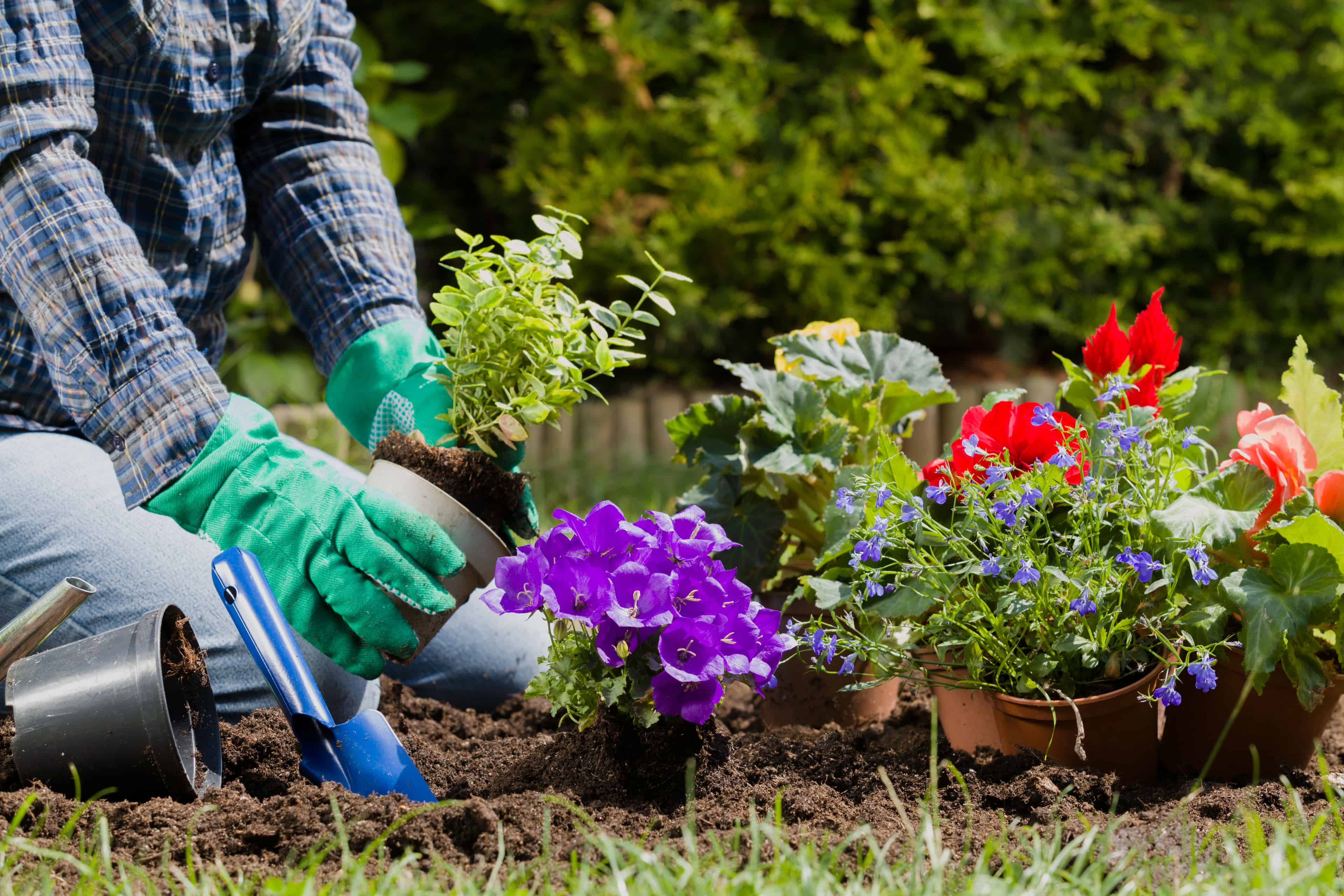 Tree and Shrub Planting image
