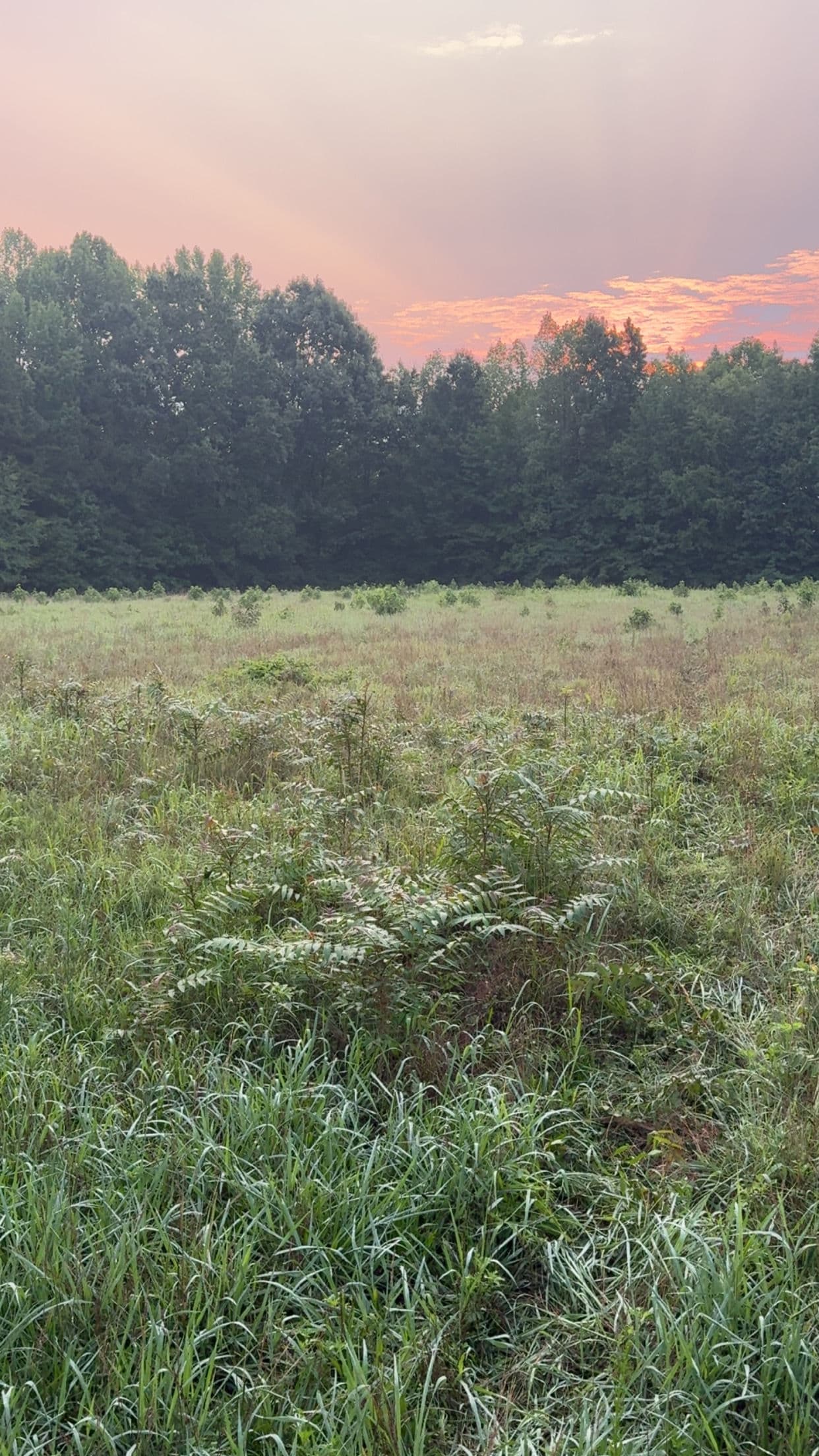 Project Overgrown Fields Don't Stand a Chance Against Our Bush Hog image