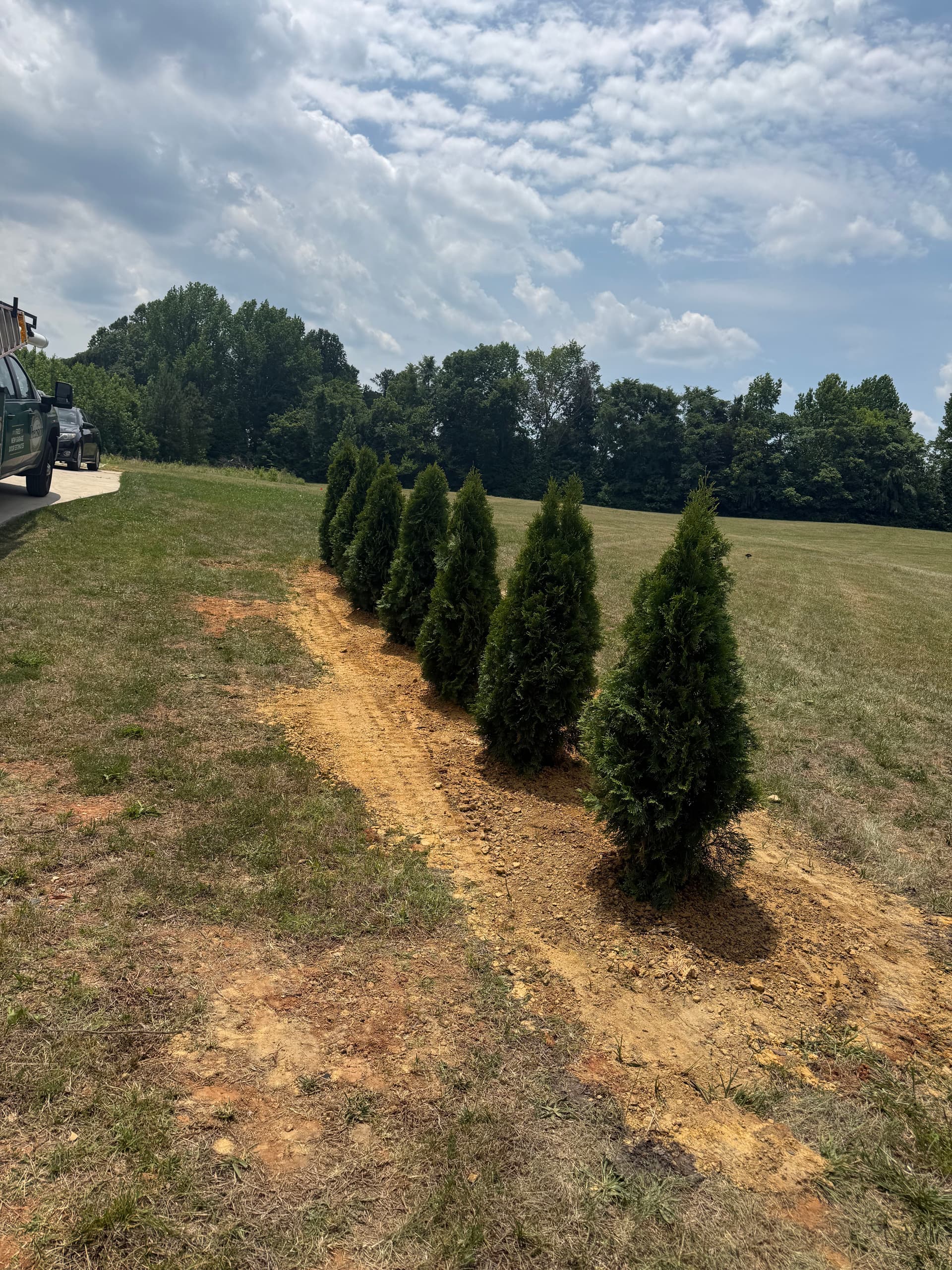 Gallery photos for Emerald Green Arborvitae Privacy Screen Planted and Ready to Grow: Image #1