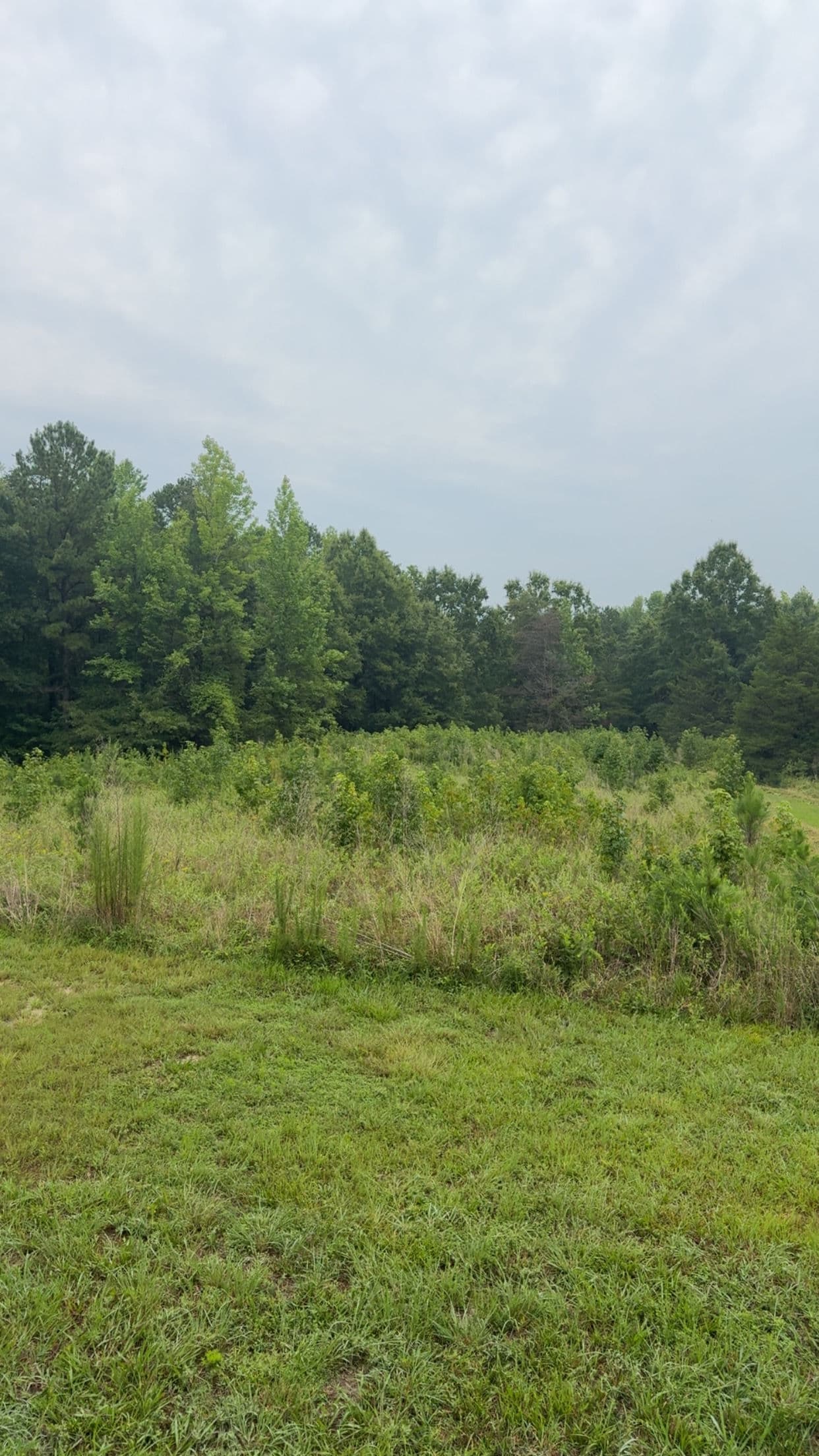 Gallery photos for Overgrown Fields Don't Stand a Chance Against Our Bush Hog: Image #2