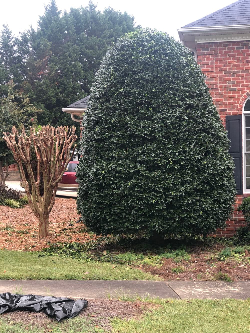 Lush green tree beside pruned shrub in residential landscape setting.