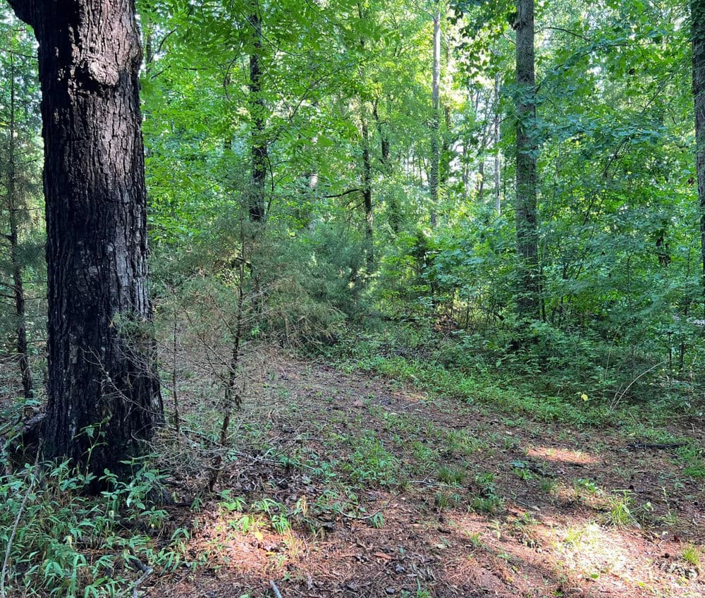 Lush green forest with tall trees and a clear, sunlit clearing on the forest floor.