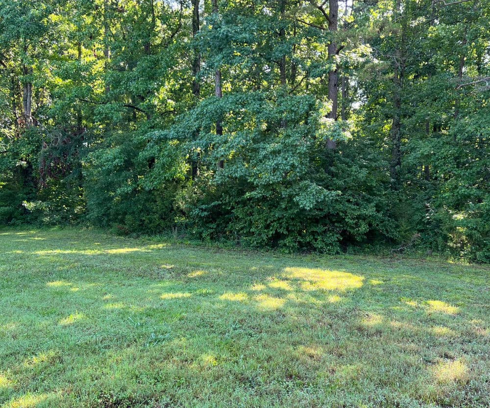 Lush green forest with dense trees and grassy meadow in bright sunlight.