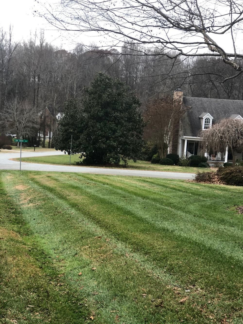 Lawn with freshly mowed stripes in a suburban neighborhood with tree and house.