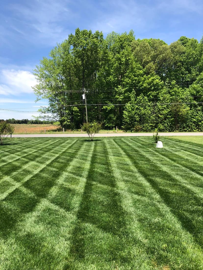 Lush green lawn with striped mowing pattern and tall trees in the background under a clear sky.