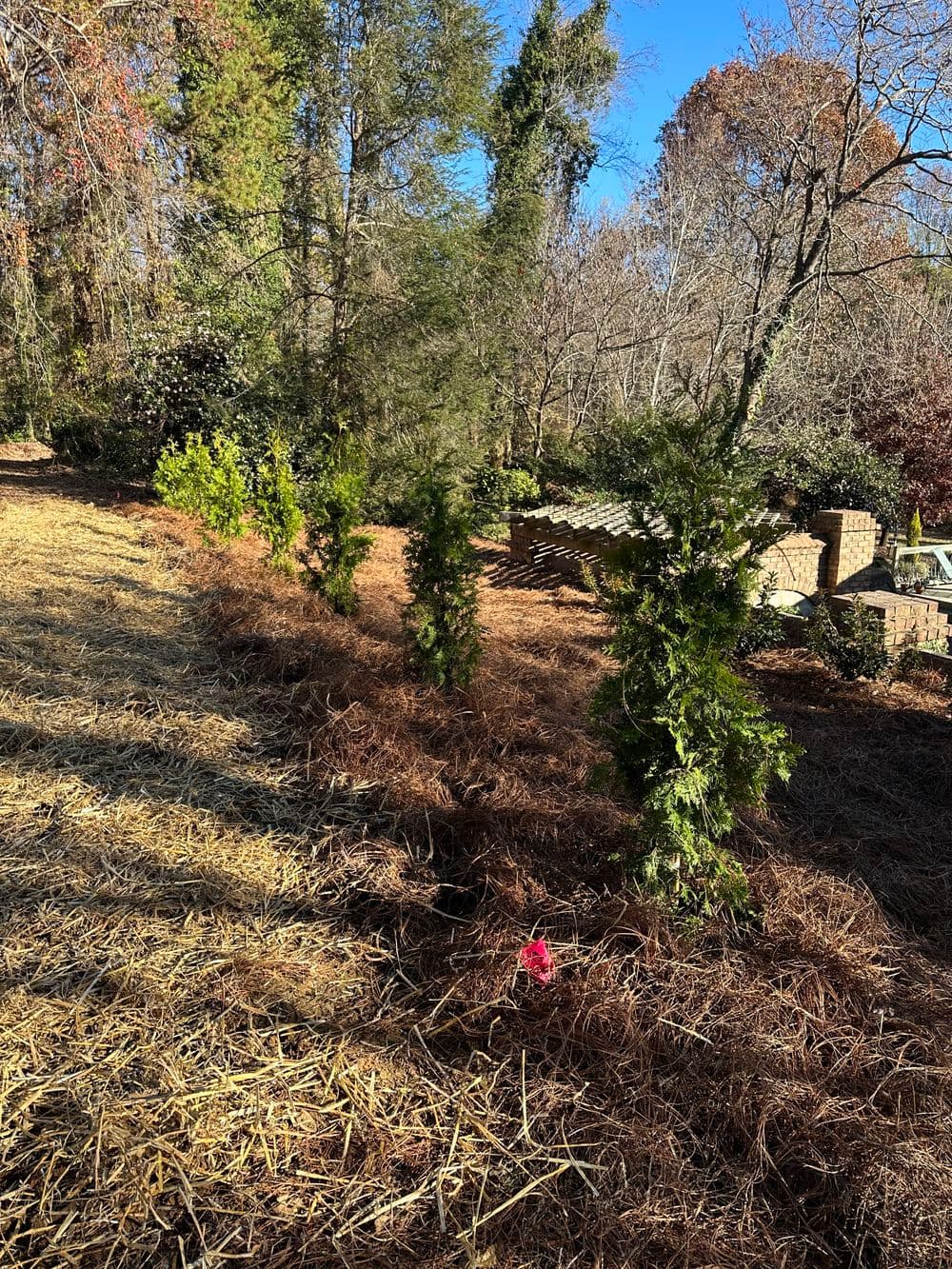 Row of evergreen shrubs planted in a garden with straw mulch and bare trees in the background.