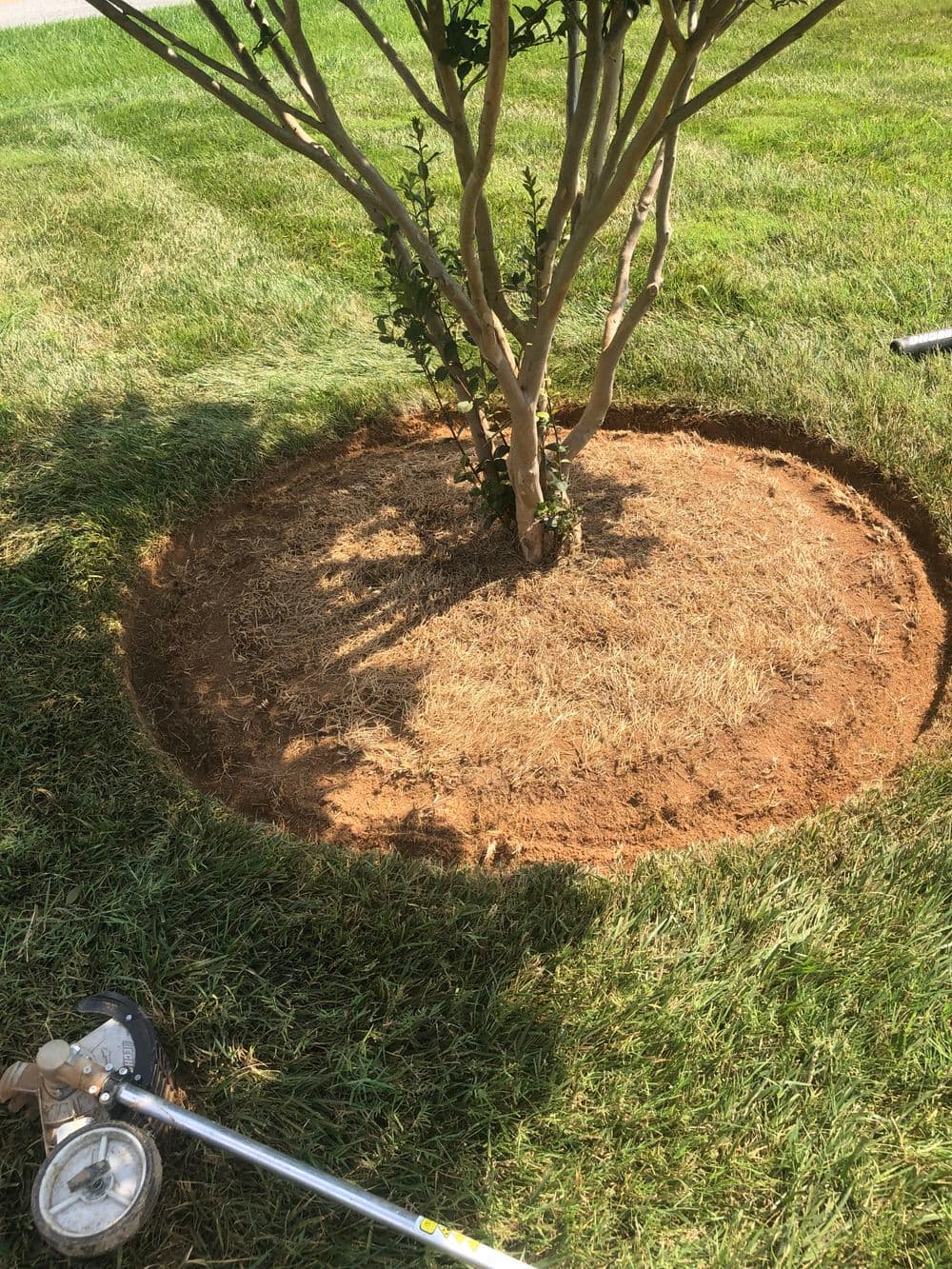 Freshly mulched tree base with trimmed grass around a young tree in a garden setting.